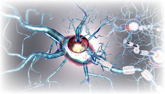 BXCL501-Neuroscience-image